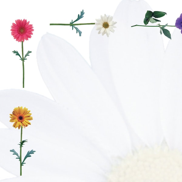 Stationery Letterhead, Daisies, 8, PK80