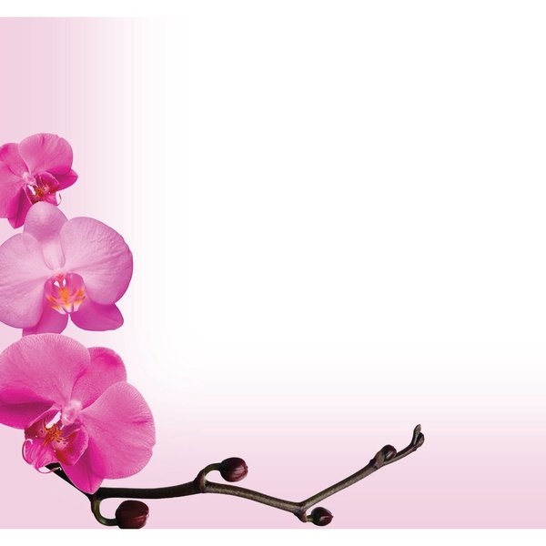 Stationery Letterhead, Pink Orchid, PK80