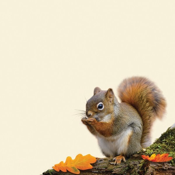 Stationery Letterhead, Acorn, 8.5x11