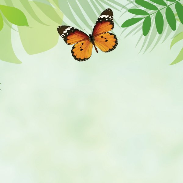 Stationery Letterhead, Flutter But, PK80