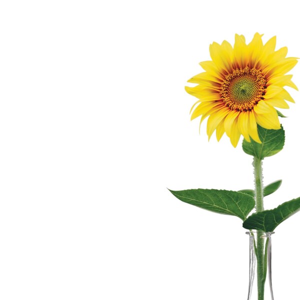 Stationery Letterhead, Sunflower D, PK80