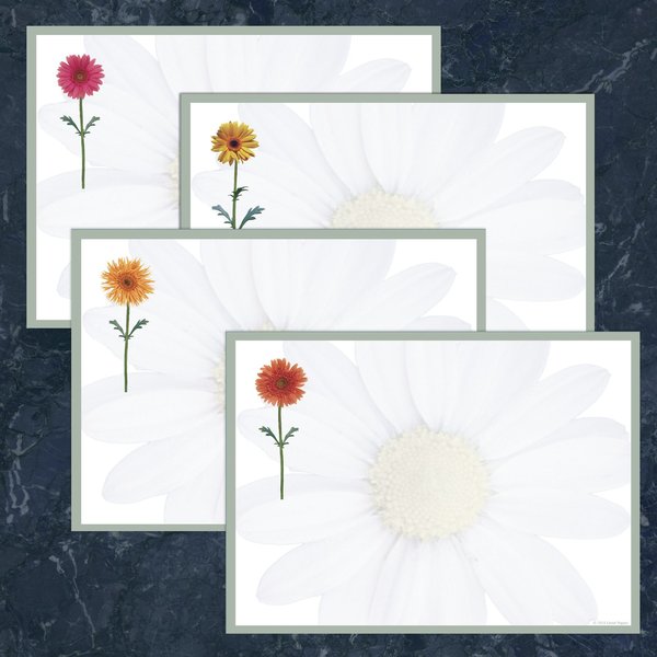 Postcards, Daisies, 4.25