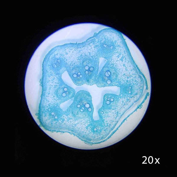 Student Stereo Microscope 20x, 50x