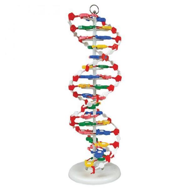 Dna Model, Pre-Assembled