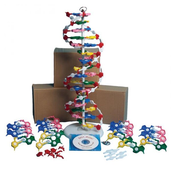 Dna Model Kit With Four Models And Cd