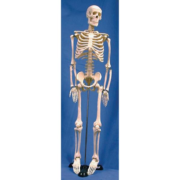 Human Skeleton Model, 85Cm