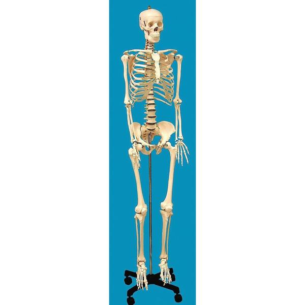 Human Skeleton Model, Life-Sized