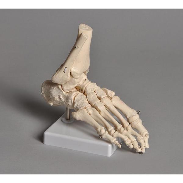 Human Foot Model