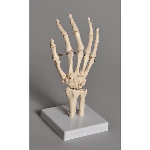 Human Hand Model