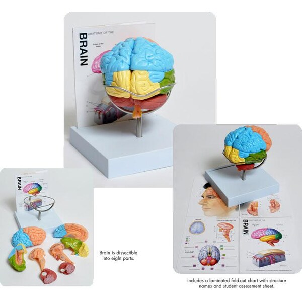 Human Brain Model, 8-Part