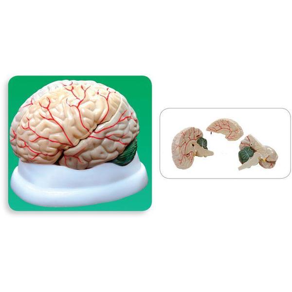 Brain Model, 3-Part