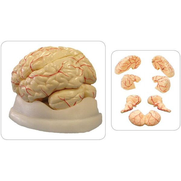 Brain Model, 8-Part