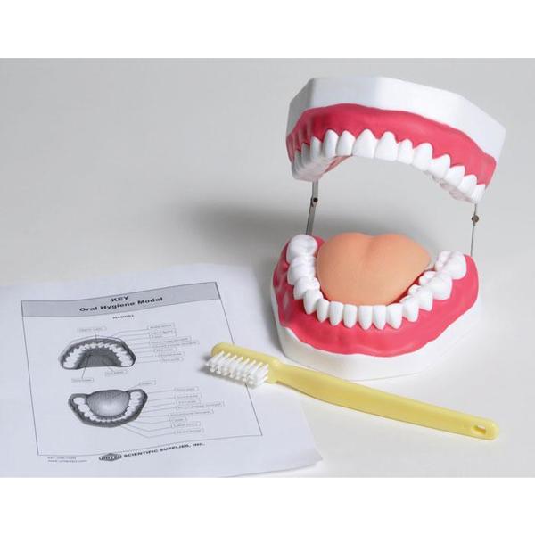 Oral Hygiene Model