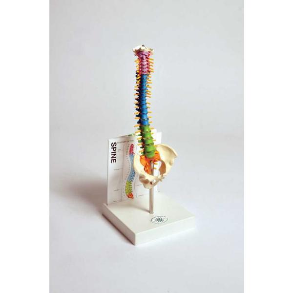 Human Small Spine Model With Fold-Out Gu