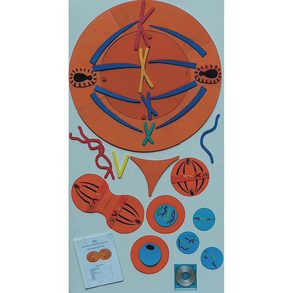 Mitosis Manipulatives Kit