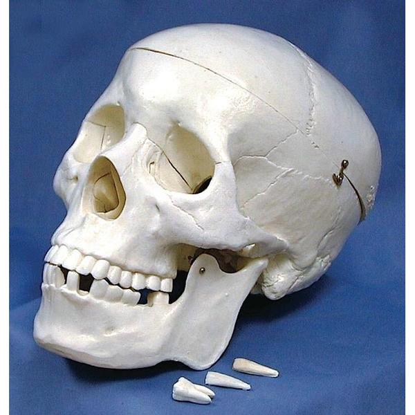 Human Skull Model