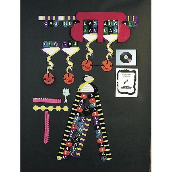 Protein Synthesis Manipulatives Kit
