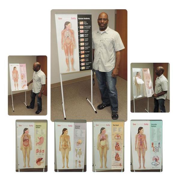 See-Through Sally(Tm) Human Anatomy Disp