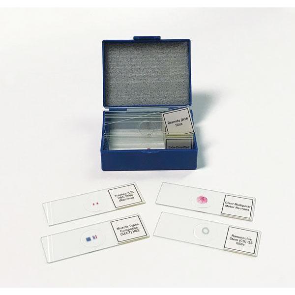 Biology Prepared Slide Set Of 14