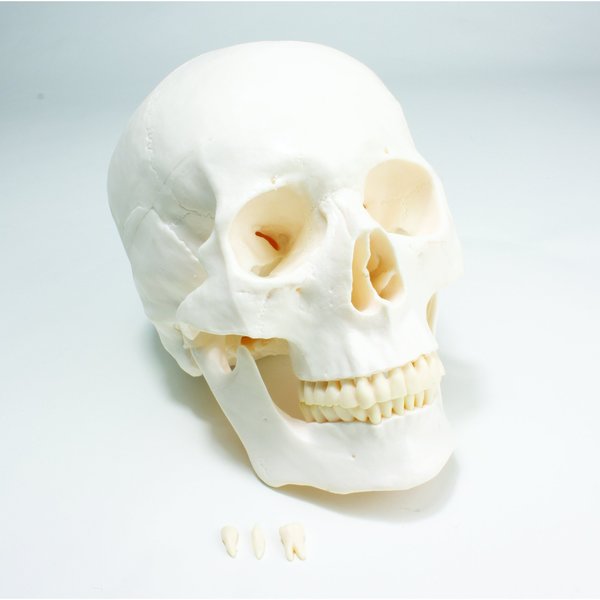 Economy Skull Model
