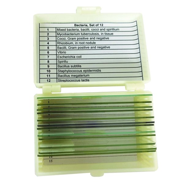 Bacteria Slide Set of 12