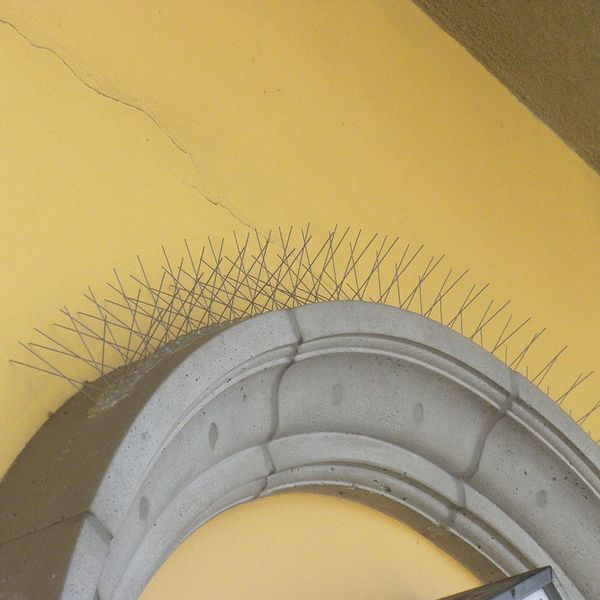 Bird Repellent Spikes, Bird-Flite, 100 ft.