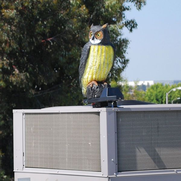 Visual/Audio Bird Repellers, Screech-Owl