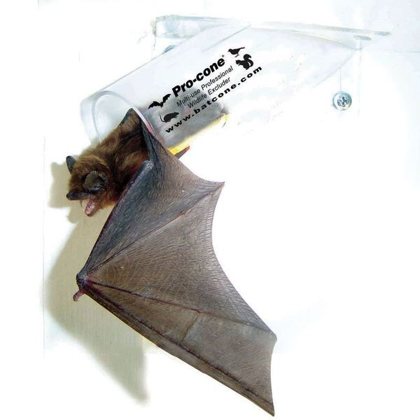 Bat Removal Cone, 6 in., PK6