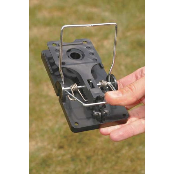 Rat Trap, 5-1/2 in. L, 3 in. W