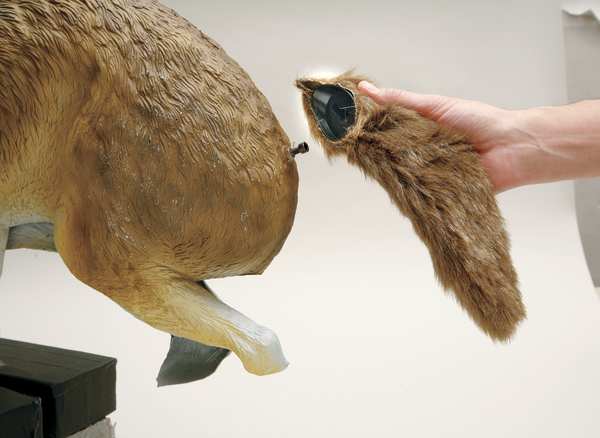 Coyote Bird Repeller, 3D