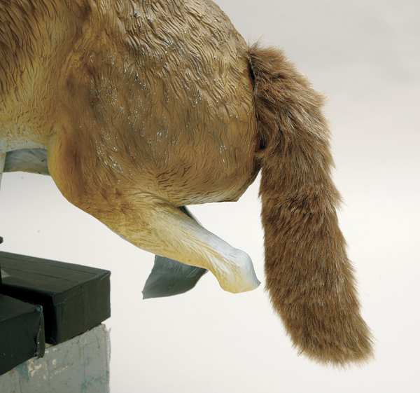 Coyote Bird Repeller, 3D