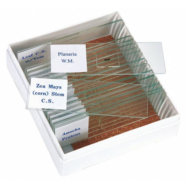 Slide Set, Prepared, Biology