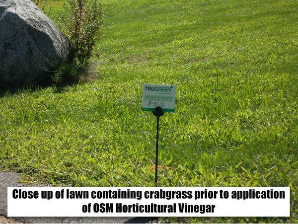 Horticultural Vinegar, 1 Gal.