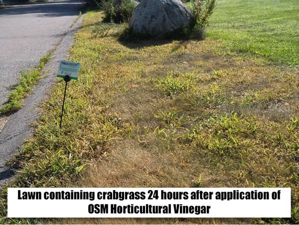 Horticultural Vinegar, 1 Gal.