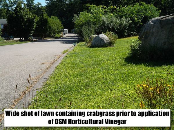 Horticultural Vinegar, 1 Gal.