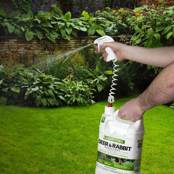 Animal Repellent, 1 gal, Liquid, 12 in H
