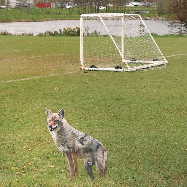 Coyote, 2-D, 4 lb., Coraplast