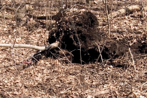 Tree Remover Brush Grubber