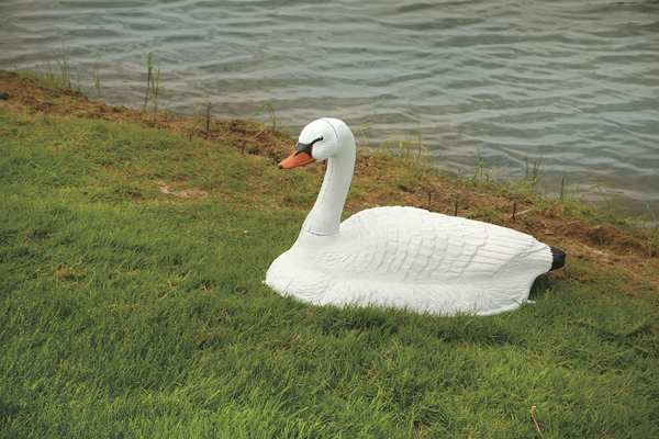 Pond Swan Decoy, 36 In. L, 18 In. W