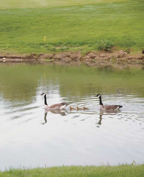 Pond Swan Decoy, 36 In. L, 18 In. W